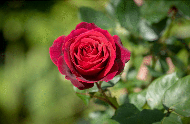 প্রতীকী ছবি